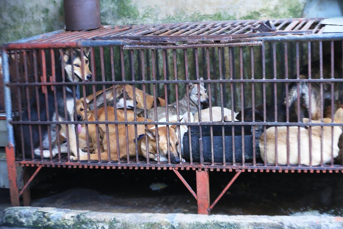 Giáo sư Trần Lâm Biền: 'Hạn chế giết thịt chó để phòng bệnh dại thì đúng nhưng nói ăn thịt chó gây phản cảm là sai' Ảnh 3