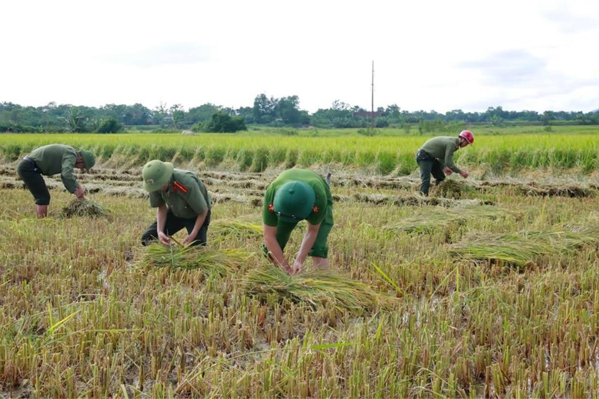 Công an giúp di dời nhà dân, gặt lúa 'chạy bão' Mangkhut Ảnh 2