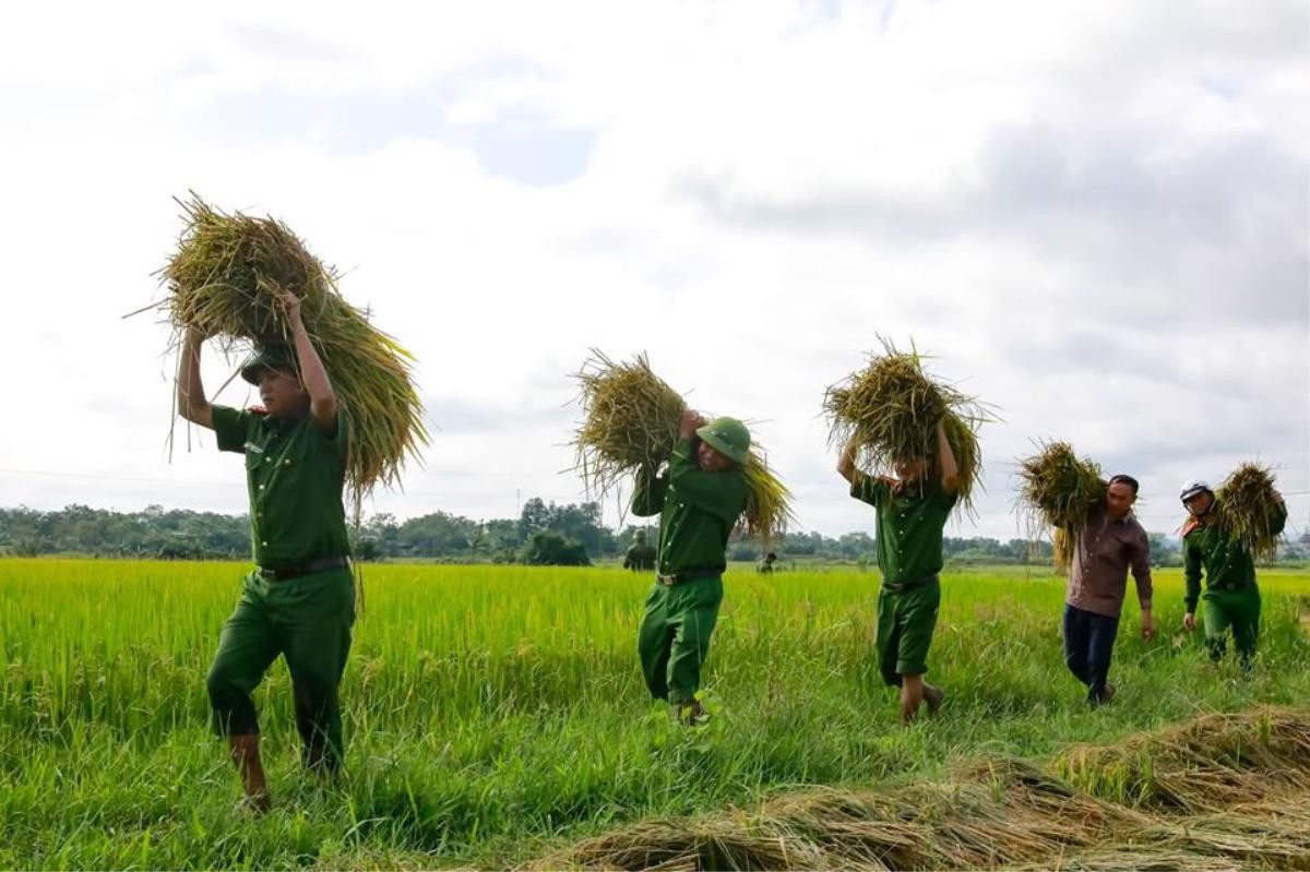 Công an giúp di dời nhà dân, gặt lúa 'chạy bão' Mangkhut Ảnh 3