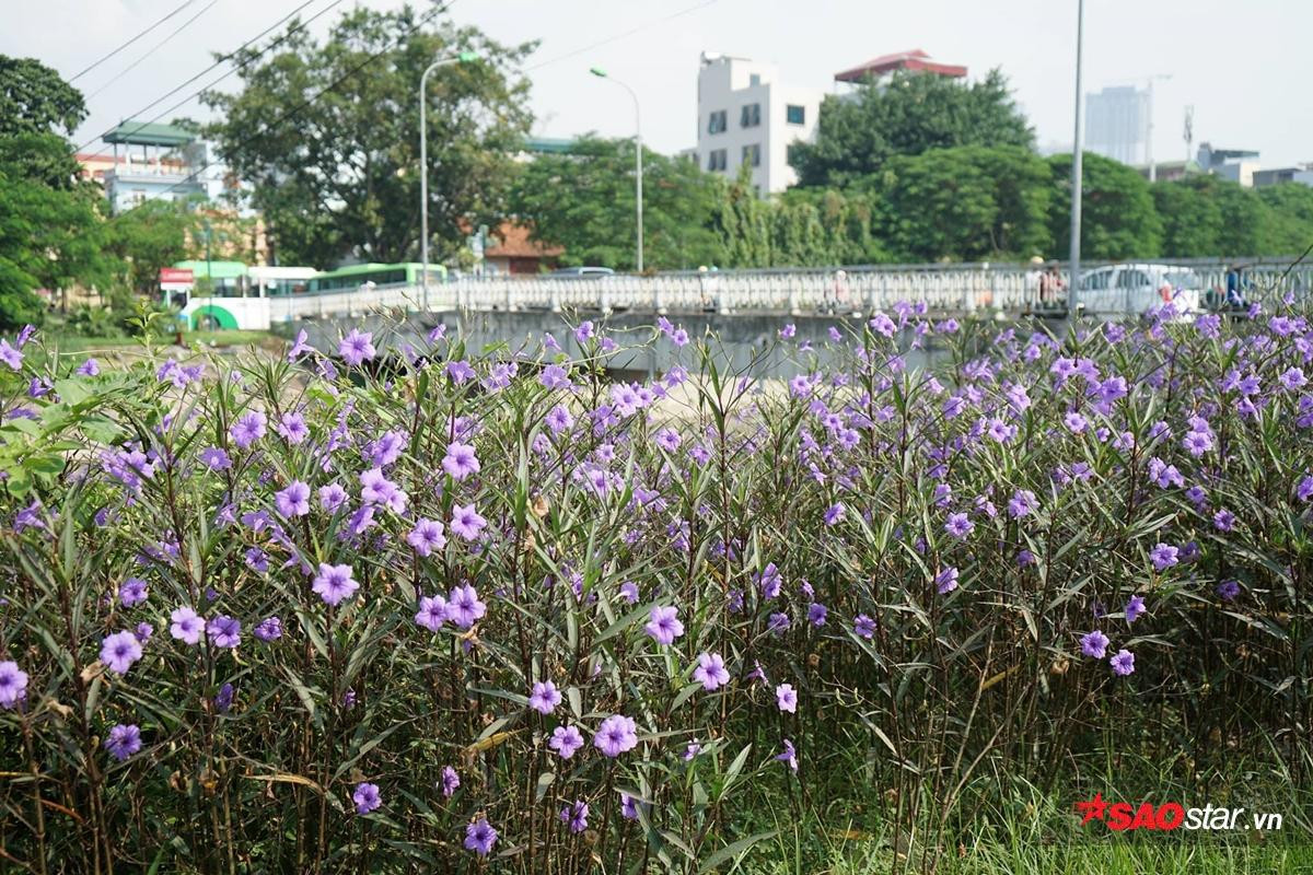 Cứ ngỡ là một dòng sông 'chết' nào ngờ Tô Lịch cũng có lúc đẹp thơ mộng thế này đây! Ảnh 13