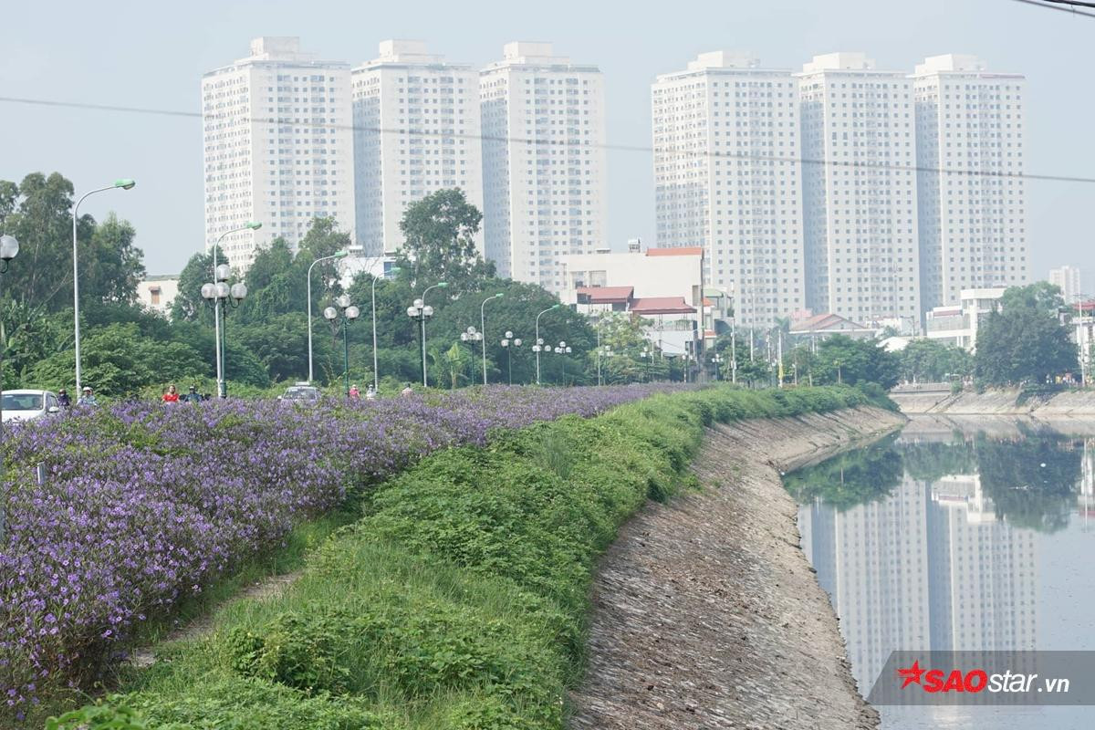 Cứ ngỡ là một dòng sông 'chết' nào ngờ Tô Lịch cũng có lúc đẹp thơ mộng thế này đây! Ảnh 1