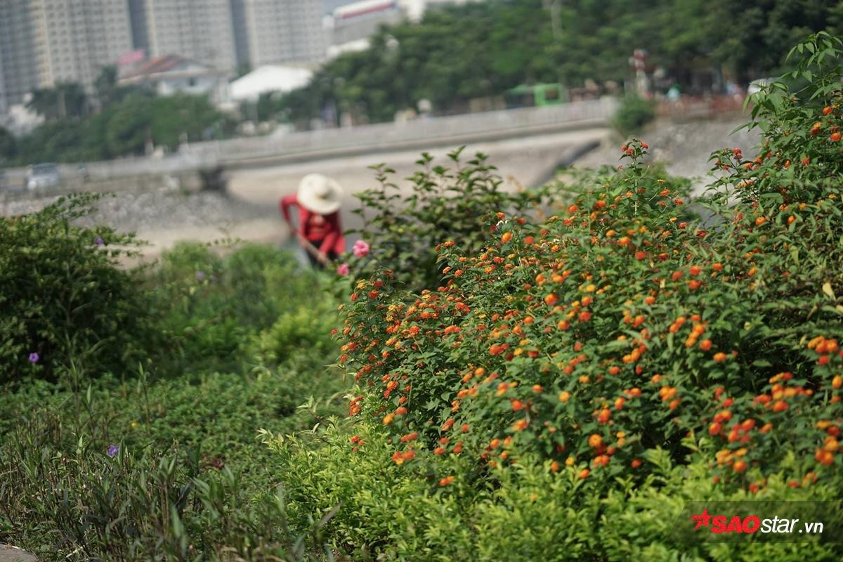 Cứ ngỡ là một dòng sông 'chết' nào ngờ Tô Lịch cũng có lúc đẹp thơ mộng thế này đây! Ảnh 12