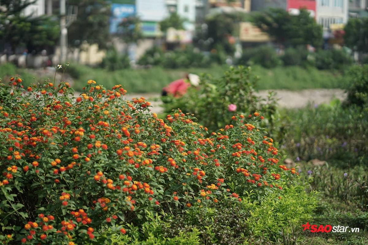 Cứ ngỡ là một dòng sông 'chết' nào ngờ Tô Lịch cũng có lúc đẹp thơ mộng thế này đây! Ảnh 10