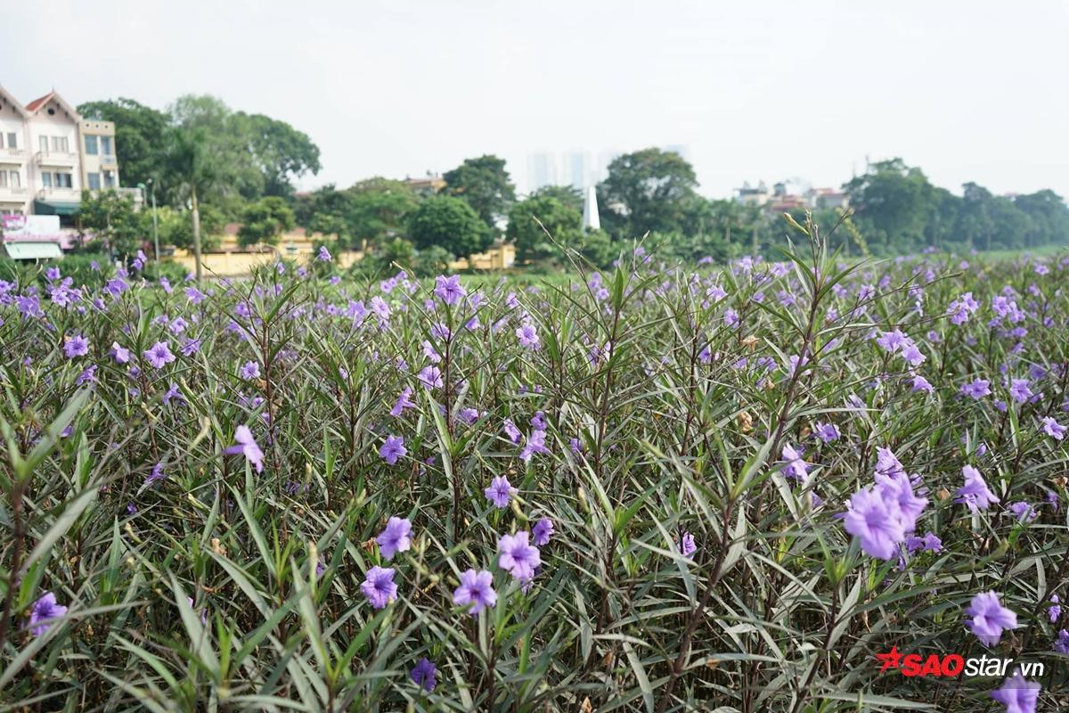 Cứ ngỡ là một dòng sông 'chết' nào ngờ Tô Lịch cũng có lúc đẹp thơ mộng thế này đây! Ảnh 6