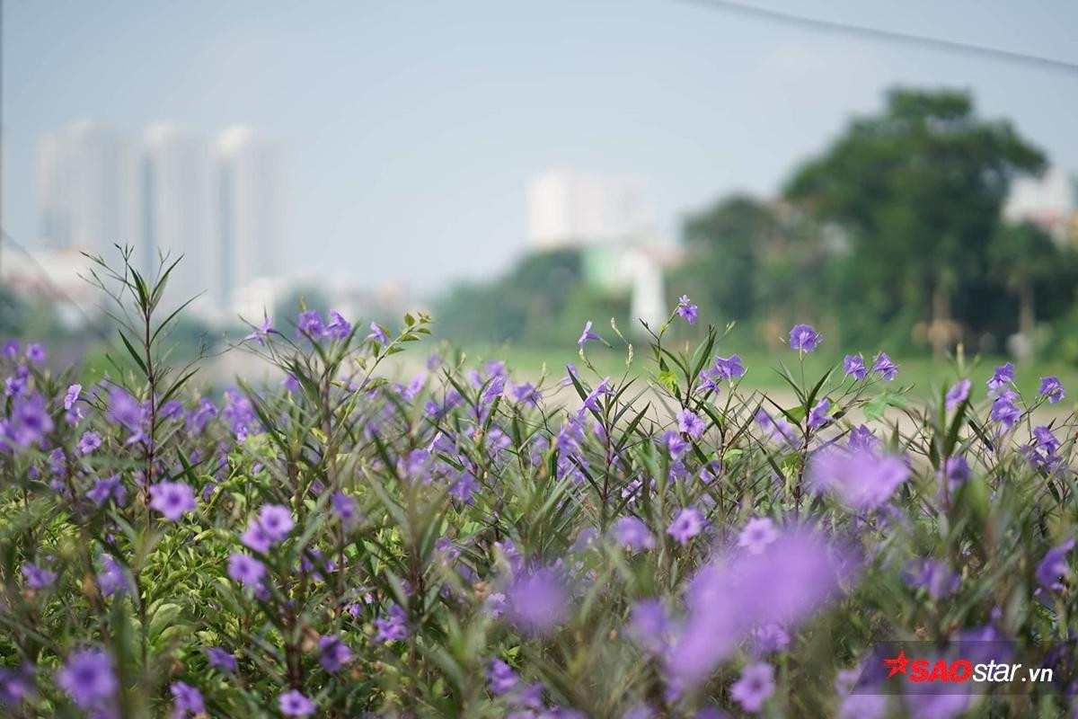 Cứ ngỡ là một dòng sông 'chết' nào ngờ Tô Lịch cũng có lúc đẹp thơ mộng thế này đây! Ảnh 4