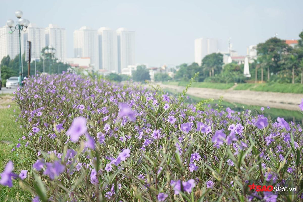 Cứ ngỡ là một dòng sông 'chết' nào ngờ Tô Lịch cũng có lúc đẹp thơ mộng thế này đây! Ảnh 2