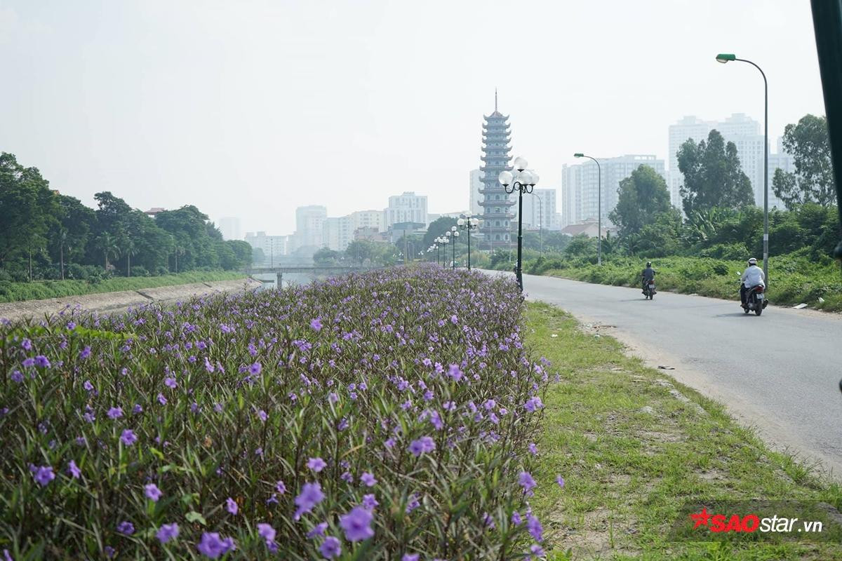 Cứ ngỡ là một dòng sông 'chết' nào ngờ Tô Lịch cũng có lúc đẹp thơ mộng thế này đây! Ảnh 3