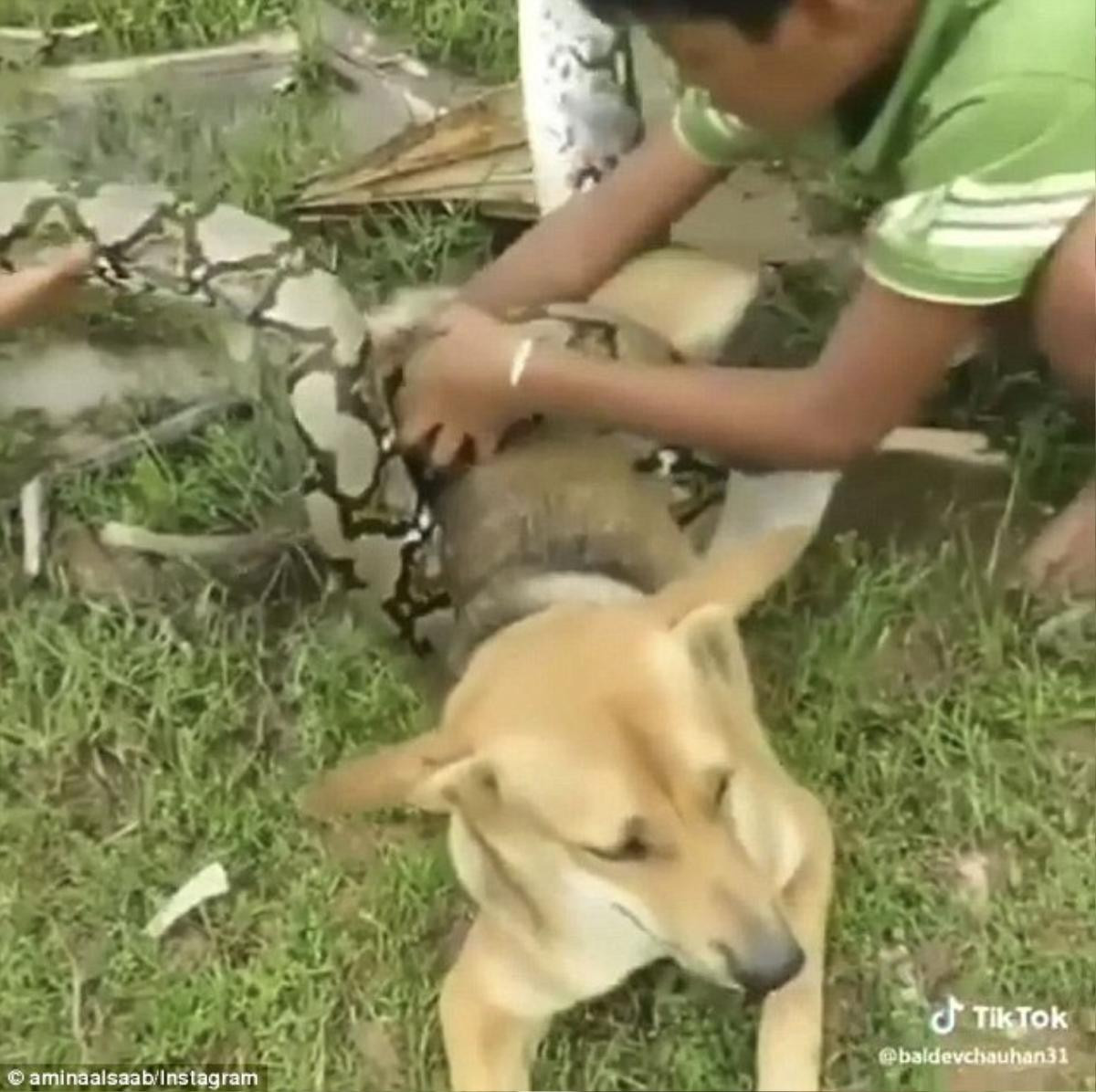 Video: 3 đứa trẻ liều lĩnh bắt rắn bằng tay không cứu chó nhà Ảnh 2