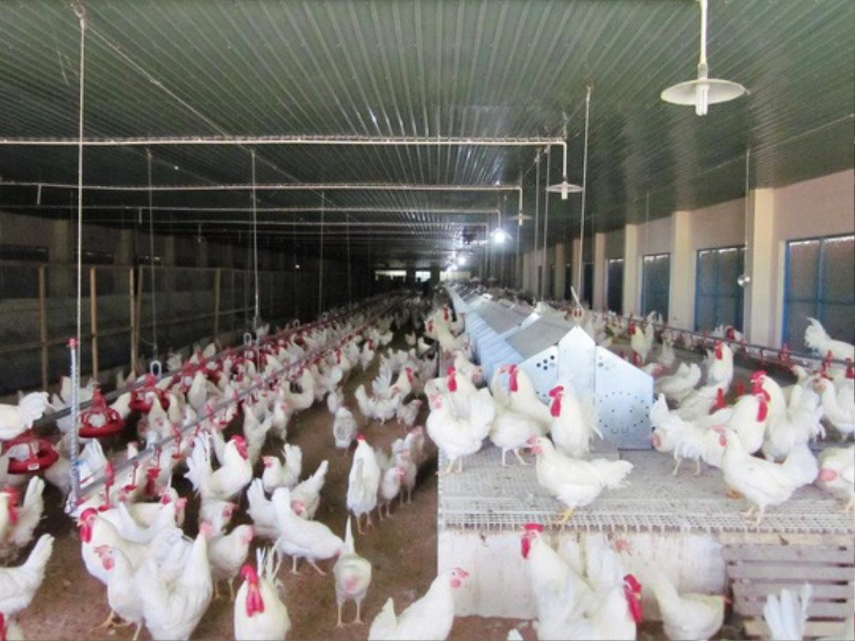 Cận cảnh quá trình điều chế vắc-xin phòng H5N1 'made in Việt Nam' Ảnh 1