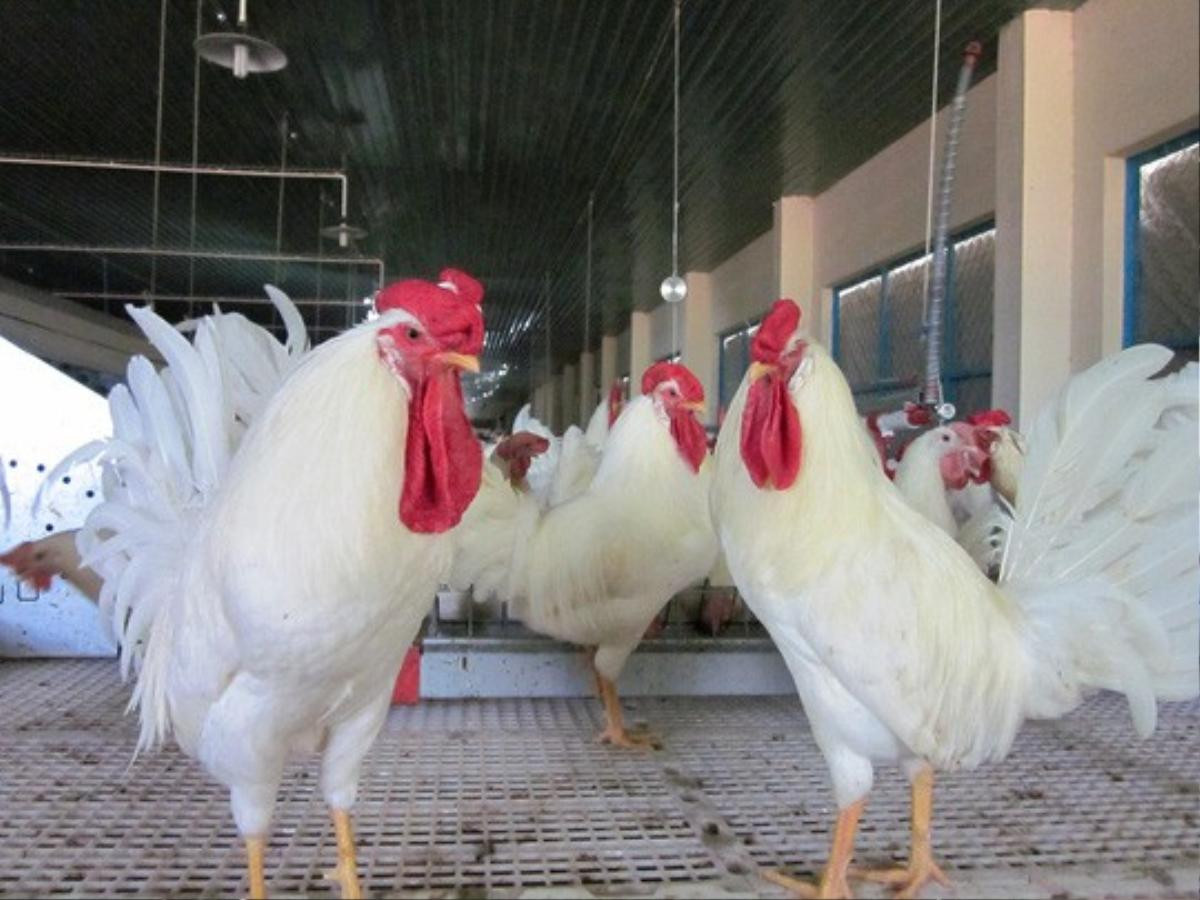 Cận cảnh quá trình điều chế vắc-xin phòng H5N1 'made in Việt Nam' Ảnh 2