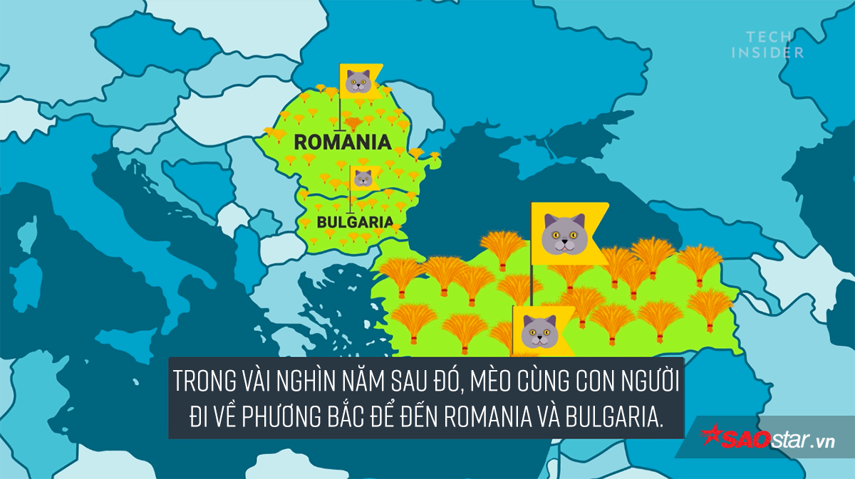 Đố bạn biết loài mèo đã 'thống trị' thế giới bằng cách nào? Ảnh 11