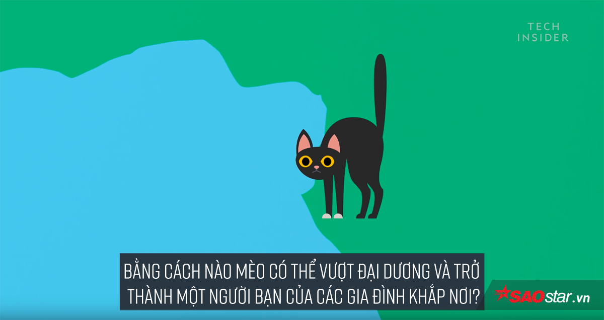 Đố bạn biết loài mèo đã 'thống trị' thế giới bằng cách nào? Ảnh 3