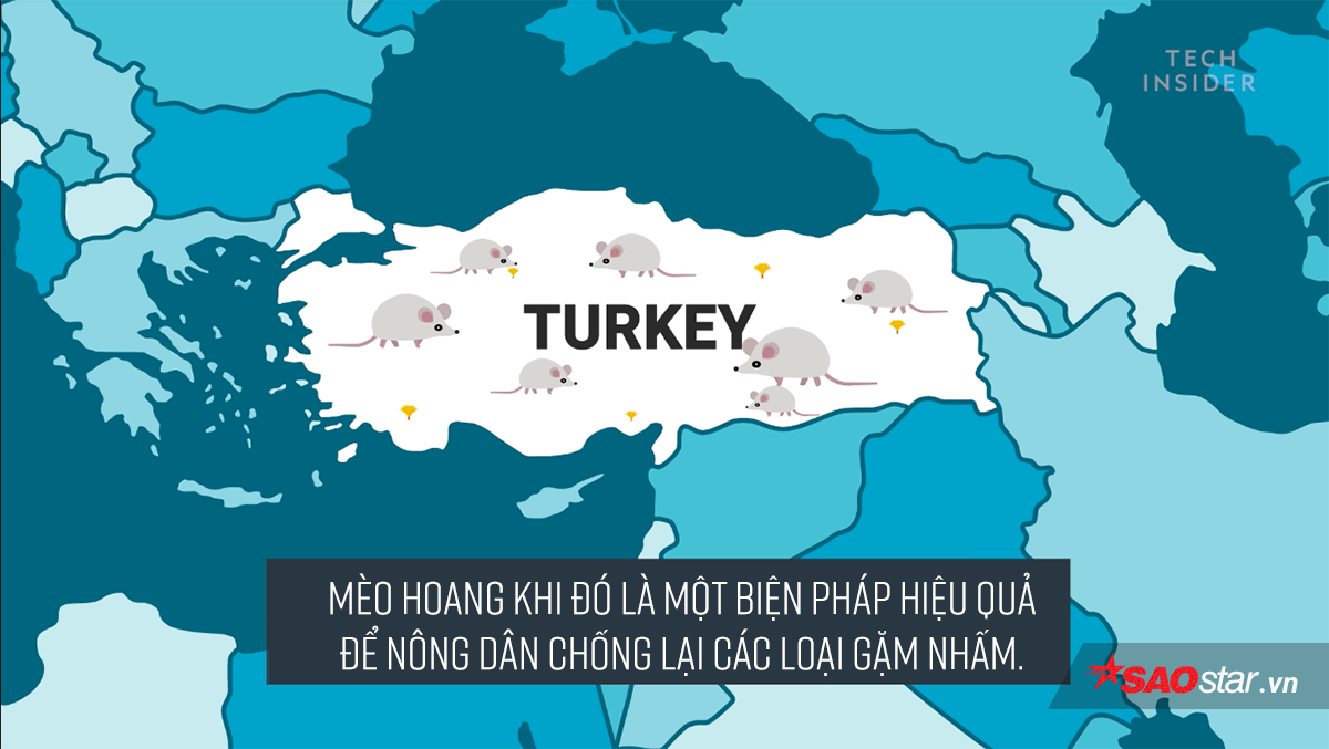 Đố bạn biết loài mèo đã 'thống trị' thế giới bằng cách nào? Ảnh 7