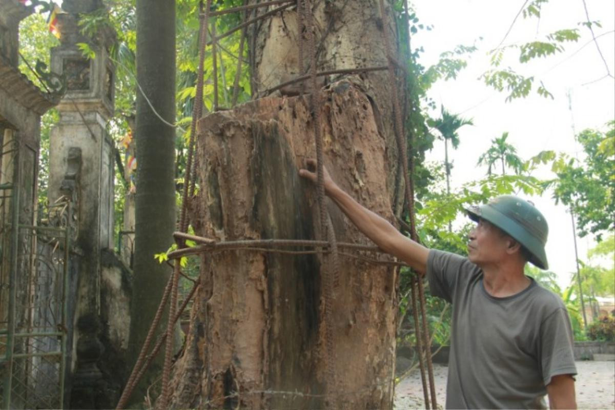 Văn bản Hà Nội đồng ý để người dân bán cây sưa từng được đại gia trả giá 100 tỷ nêu gì? Ảnh 3