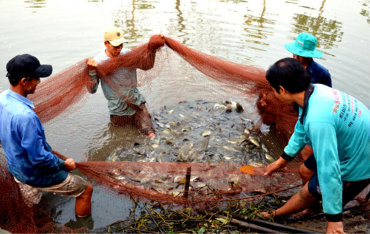 Nông dân Cà Mau trúng đậm mùa cá bổi Ảnh 1