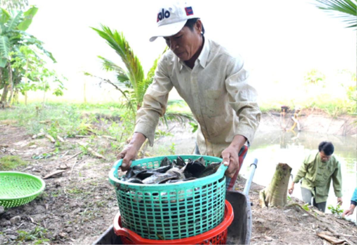 Nông dân Cà Mau trúng đậm mùa cá bổi Ảnh 2