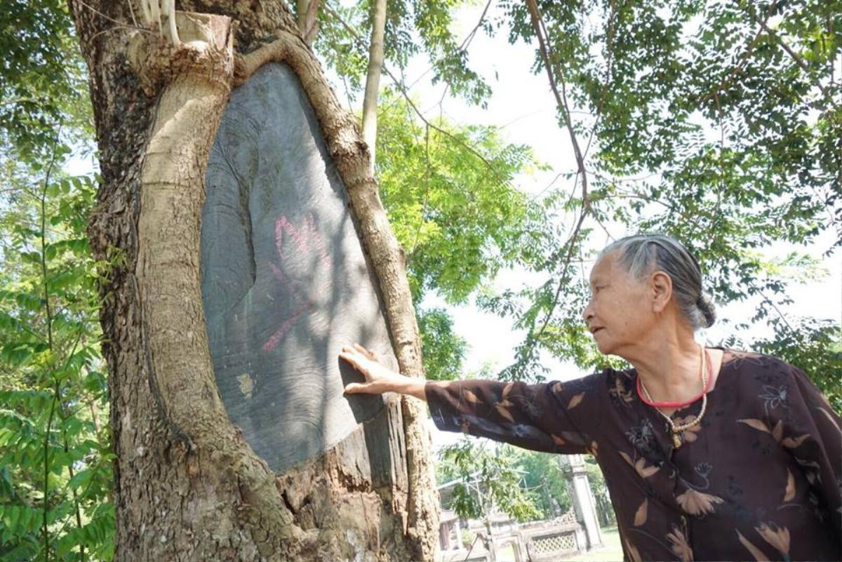 Công an xã lập chốt ngày đêm bảo vệ 3 'cụ sưa' quý hơn 100 tuổi từng được thương lái trả giá 60 tỷ/cây ở Hà Nội Ảnh 3