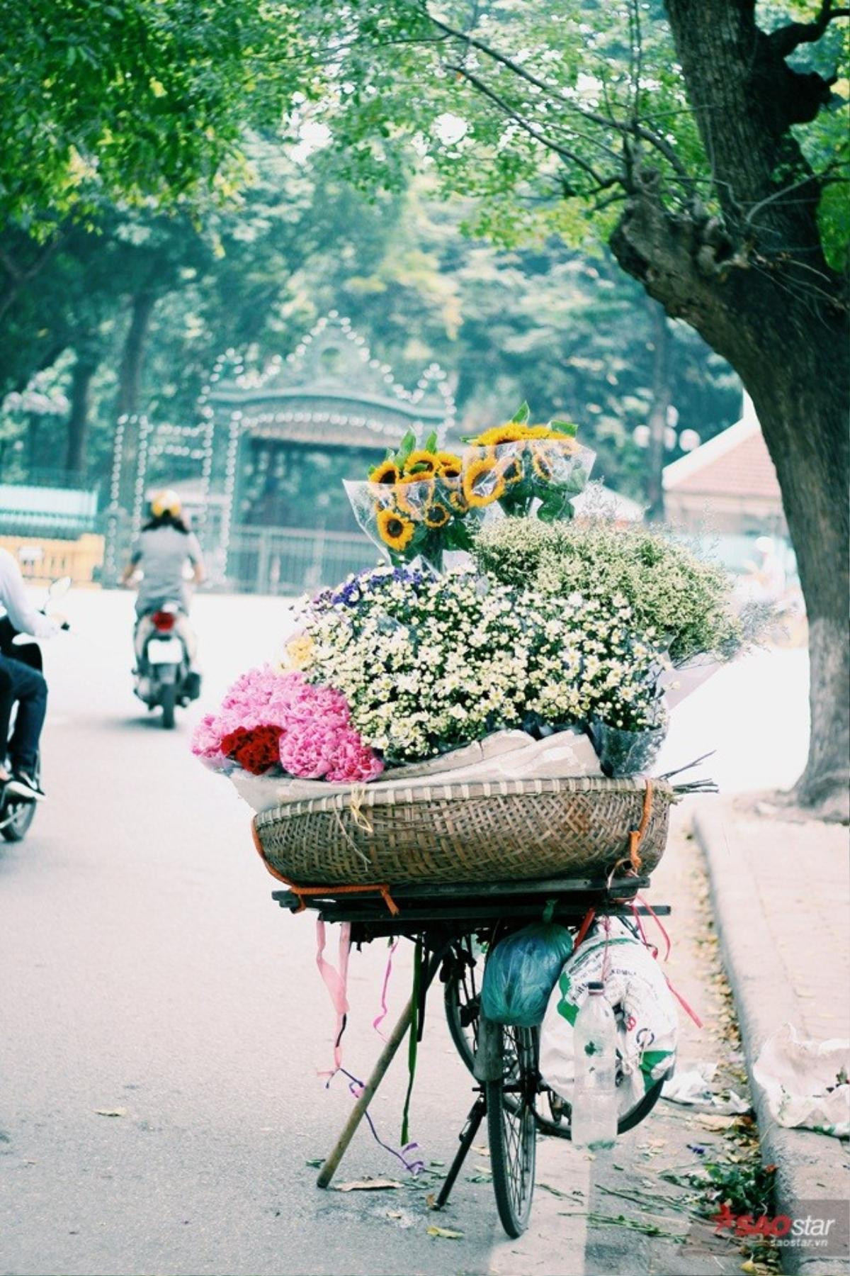 10 điều có thể bạn chưa biết về cúc họa mi - ‘thiên sứ’ gõ cửa báo đông về Ảnh 8