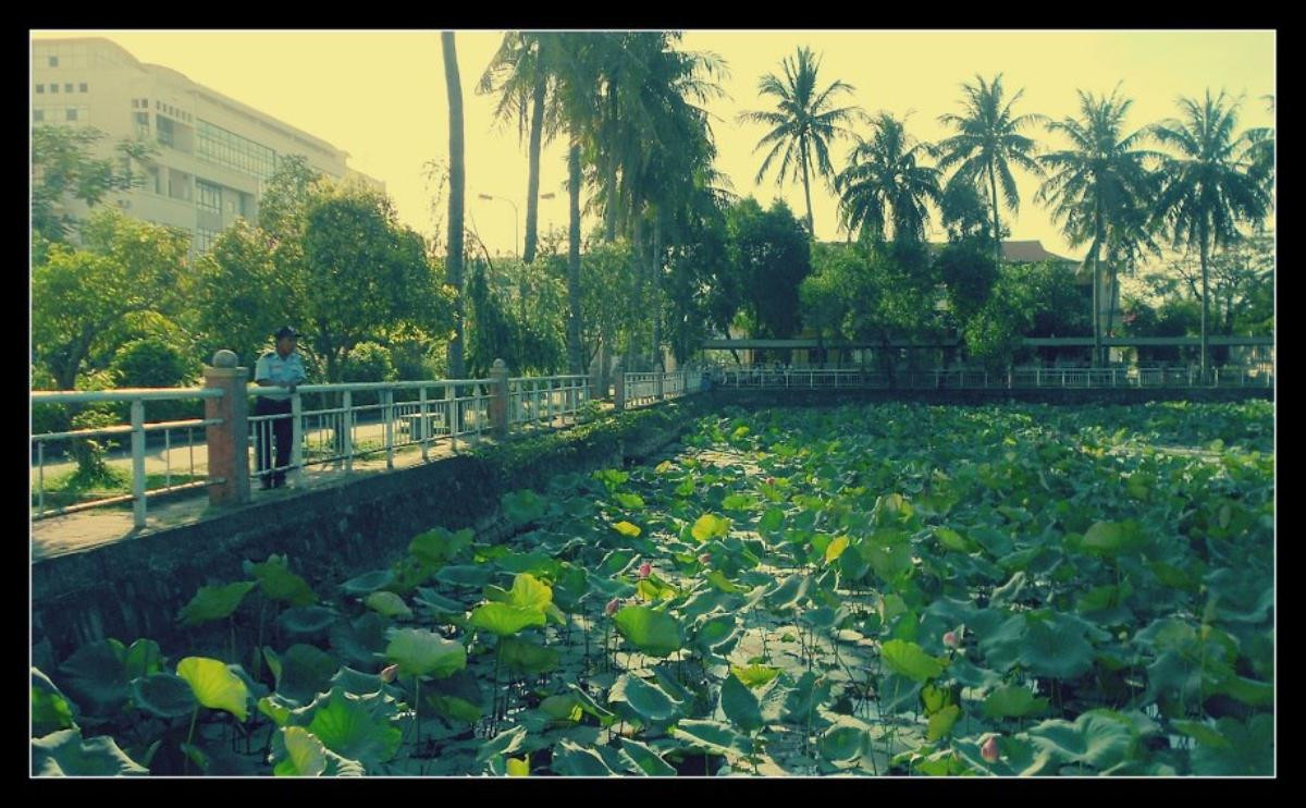 Xuất hiện ngôi trường ĐH ở Đà Nẵng cứ tới mùa Thu lại 'biến hình' thành bức tranh đẹp lộng lẫy tưởng chỉ có ở trời Tây Ảnh 7