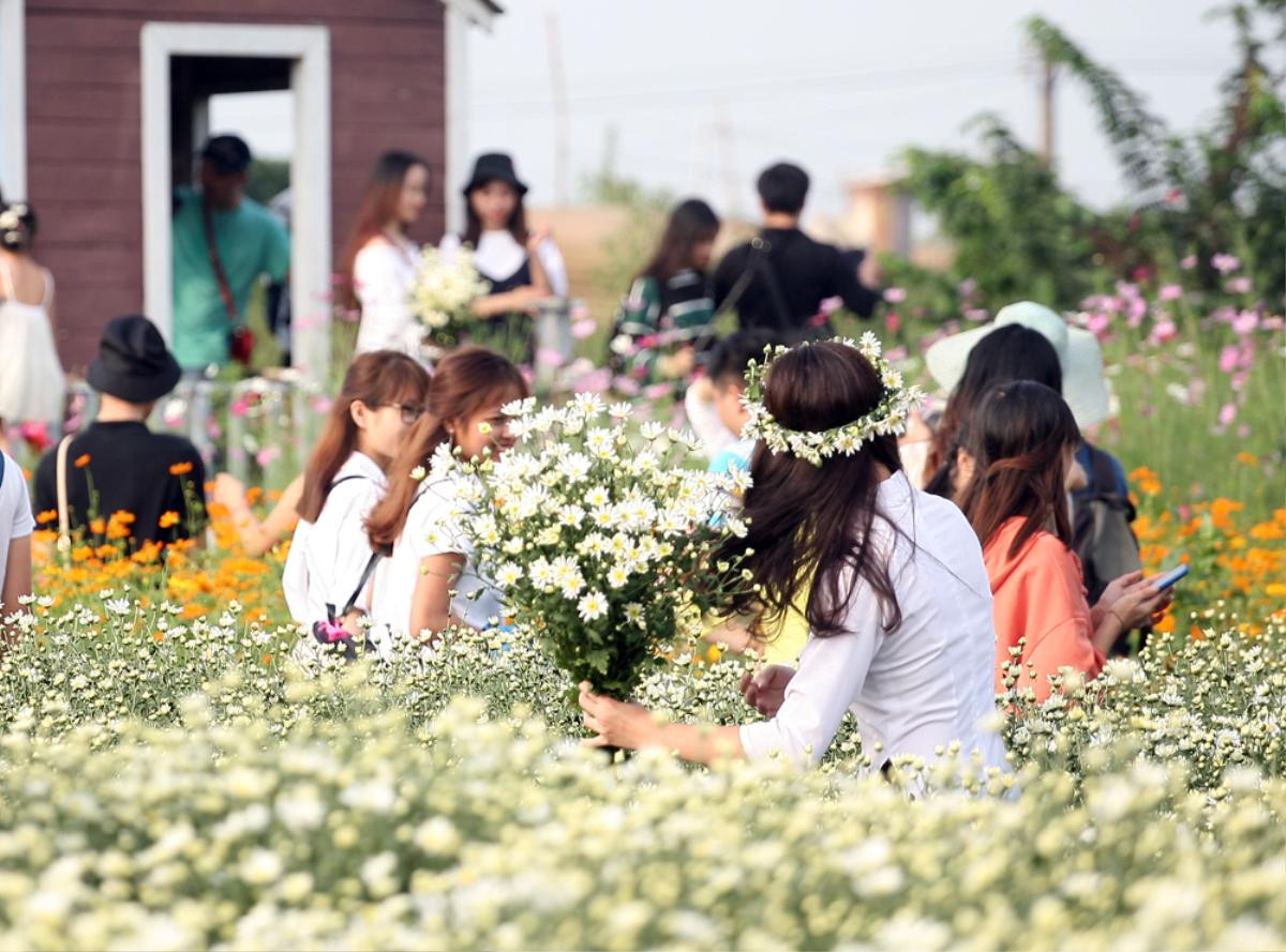 Biển người chen chân chụp ảnh, vườn cúc họa mi ở Hà Nội 'thất thủ' dịp cuối tuần Ảnh 3