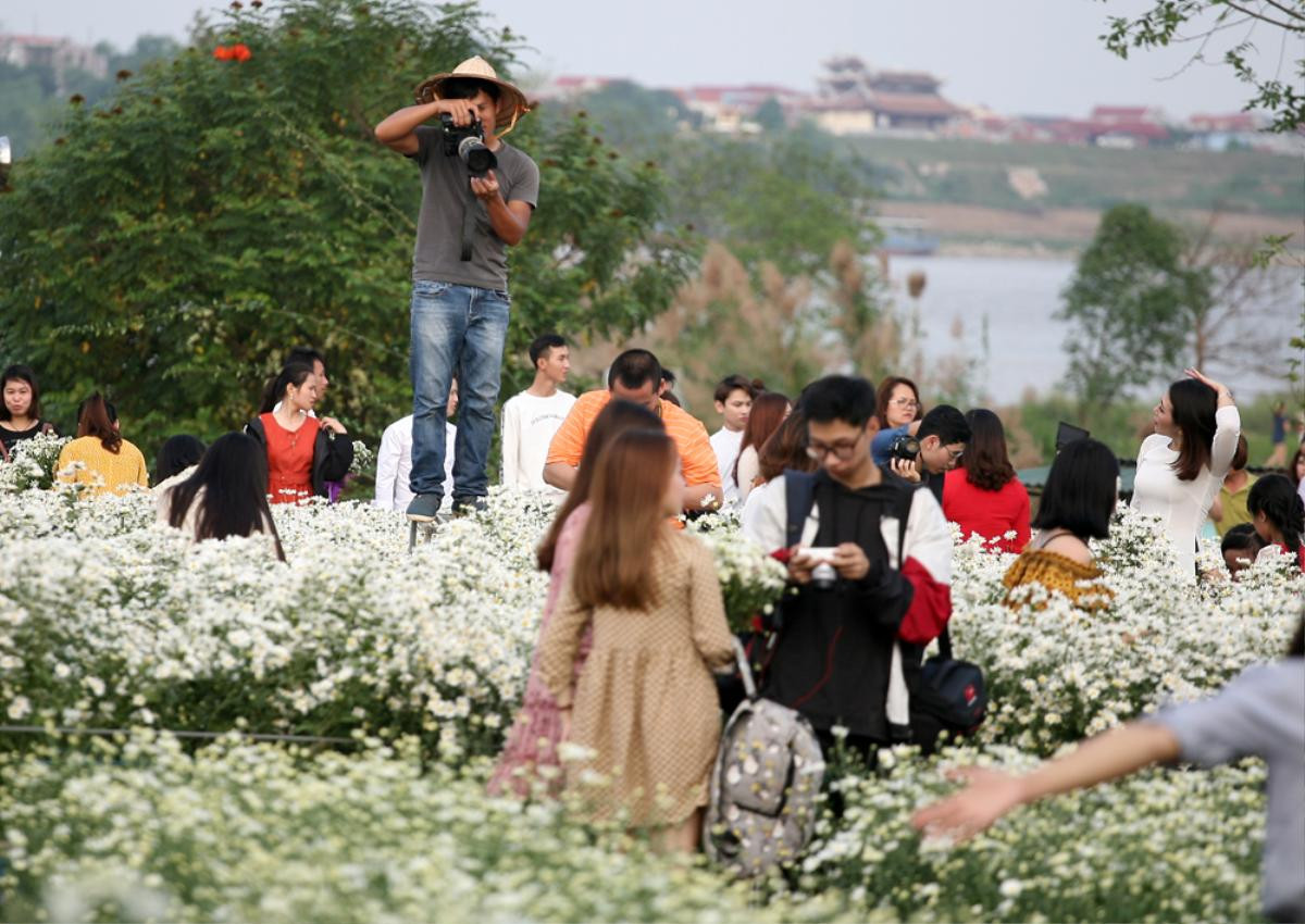 Biển người chen chân chụp ảnh, vườn cúc họa mi ở Hà Nội 'thất thủ' dịp cuối tuần Ảnh 5