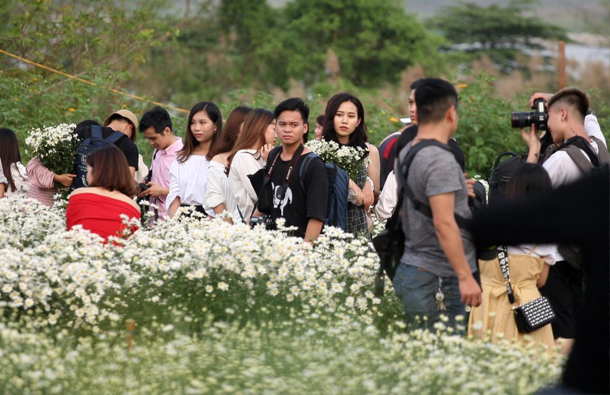 Biển người chen chân chụp ảnh, vườn cúc họa mi ở Hà Nội 'thất thủ' dịp cuối tuần Ảnh 2