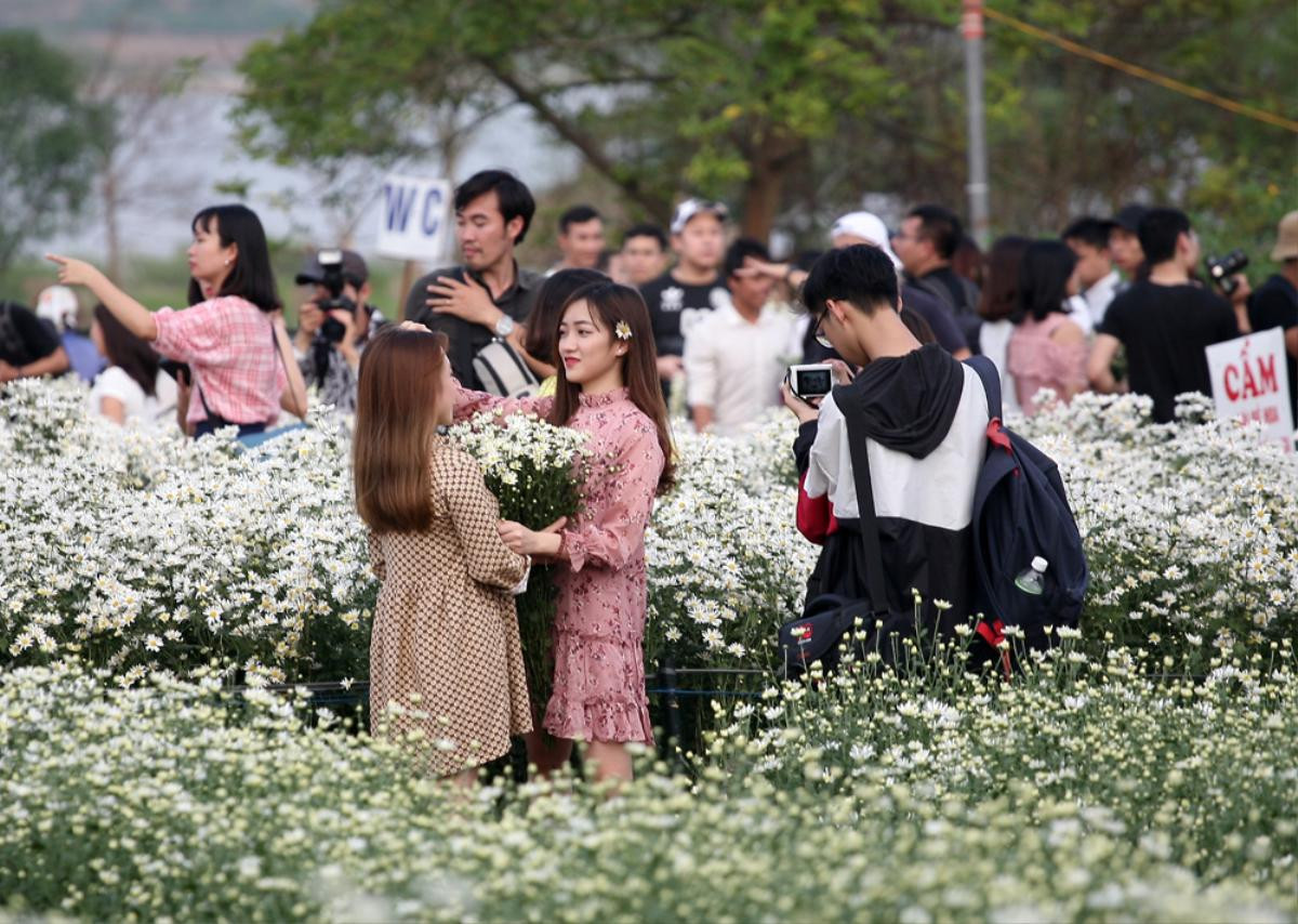 Biển người chen chân chụp ảnh, vườn cúc họa mi ở Hà Nội 'thất thủ' dịp cuối tuần Ảnh 6