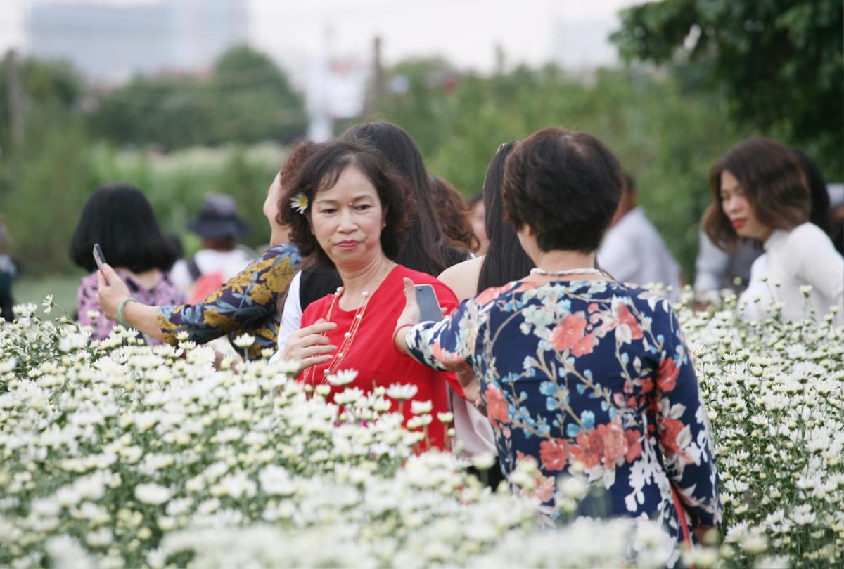 Biển người chen chân chụp ảnh, vườn cúc họa mi ở Hà Nội 'thất thủ' dịp cuối tuần Ảnh 8