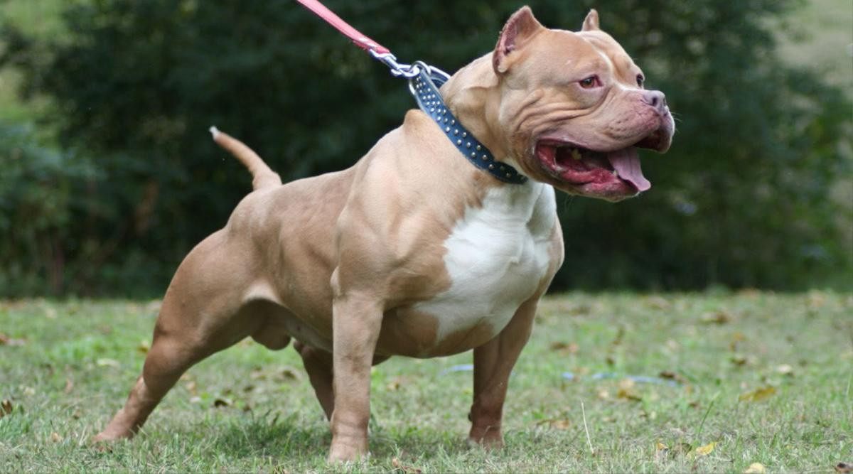 Chó Pitbull hung dữ lao khỏi lồng sắt cắn nữ chủ nhà và hàng xóm bị thương, dân làng hô hoán cầm gậy đánh chết Ảnh 2