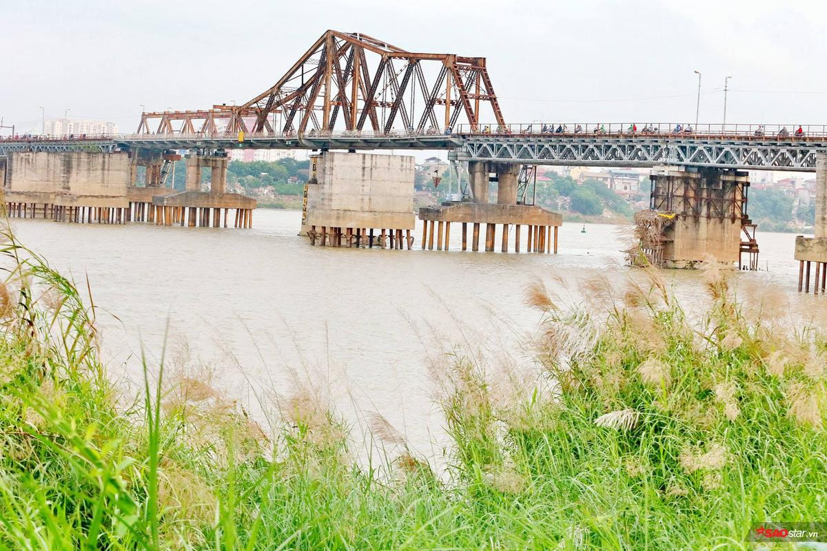 Chờ ngày gió lạnh về ghé cầu Long Biên ngắm mùa hoa lau trắng muốt nở ven sông đẹp quên sầu Ảnh 1