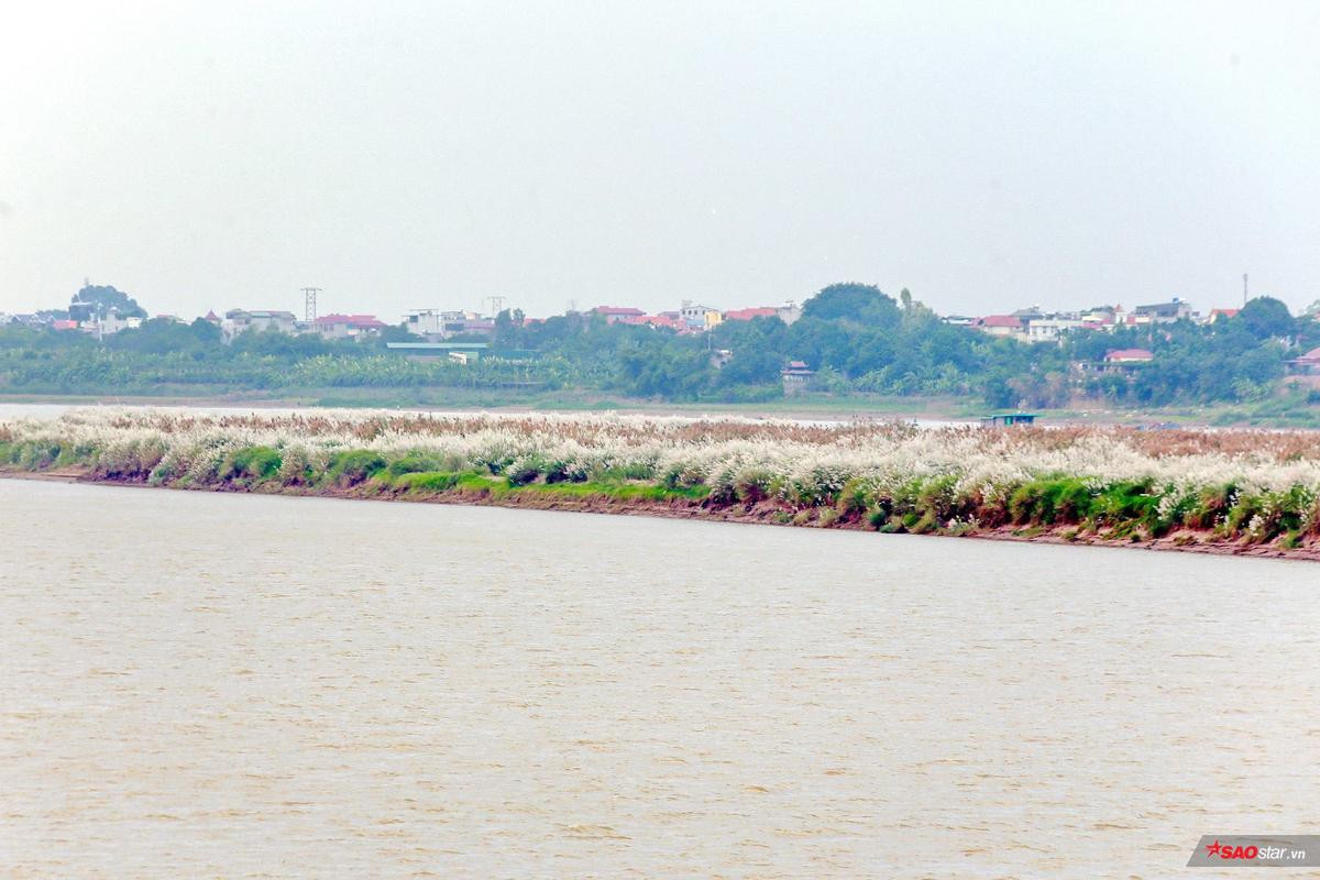 Chờ ngày gió lạnh về ghé cầu Long Biên ngắm mùa hoa lau trắng muốt nở ven sông đẹp quên sầu Ảnh 12