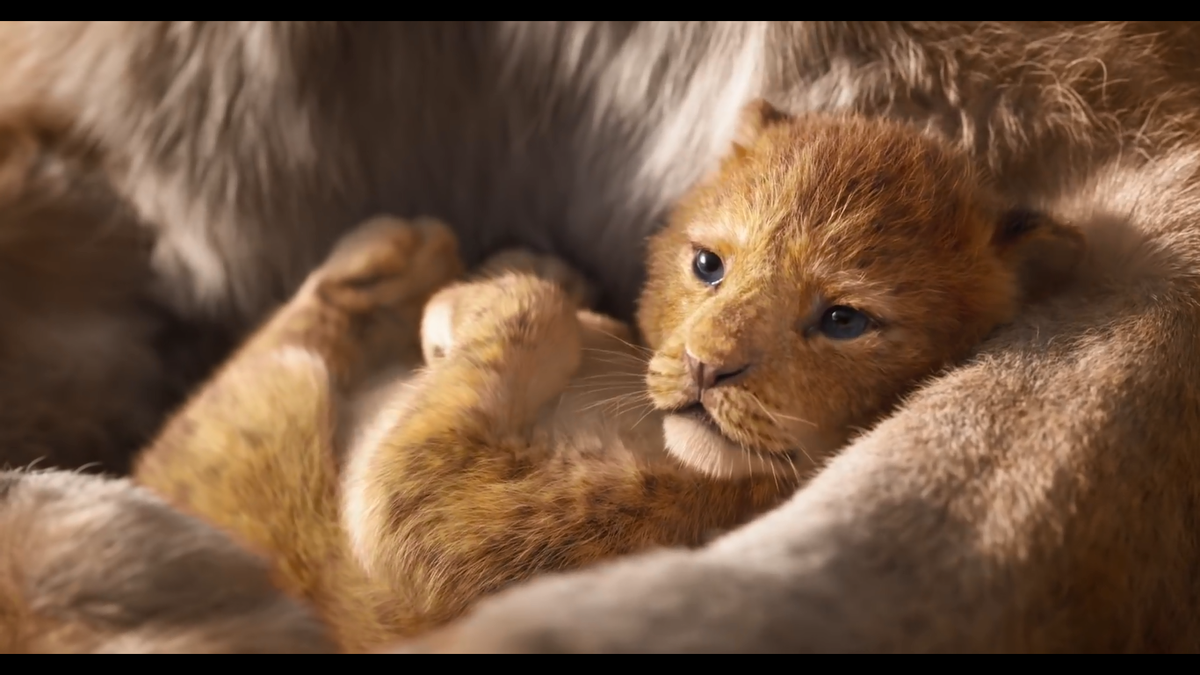 Phim live-action 'Lion King' của Disney tung teaser quá giống bản hoạt hình, vua sư tử sẽ gầm vang mùa phim hè 2019 Ảnh 7