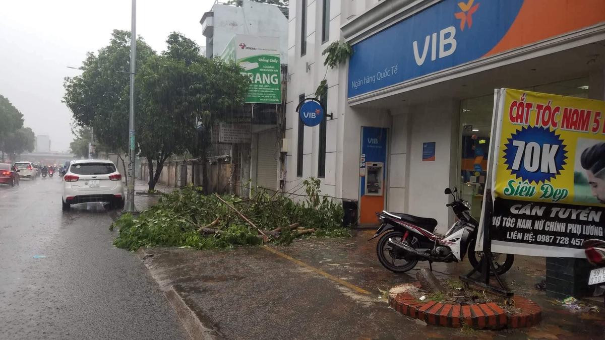 Cây xanh ngã đổ trong mưa bão, hai mẹ con may mắn thoát nạn ở Sài Gòn Ảnh 1