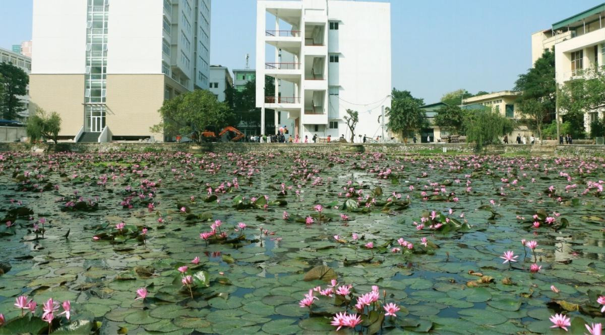 Ghen đến 'nổ con ngươi' khi sinh viên Bách Khoa có nguyên một hồ hoa súng để chụp ảnh đẹp đến mức khó tin Ảnh 1