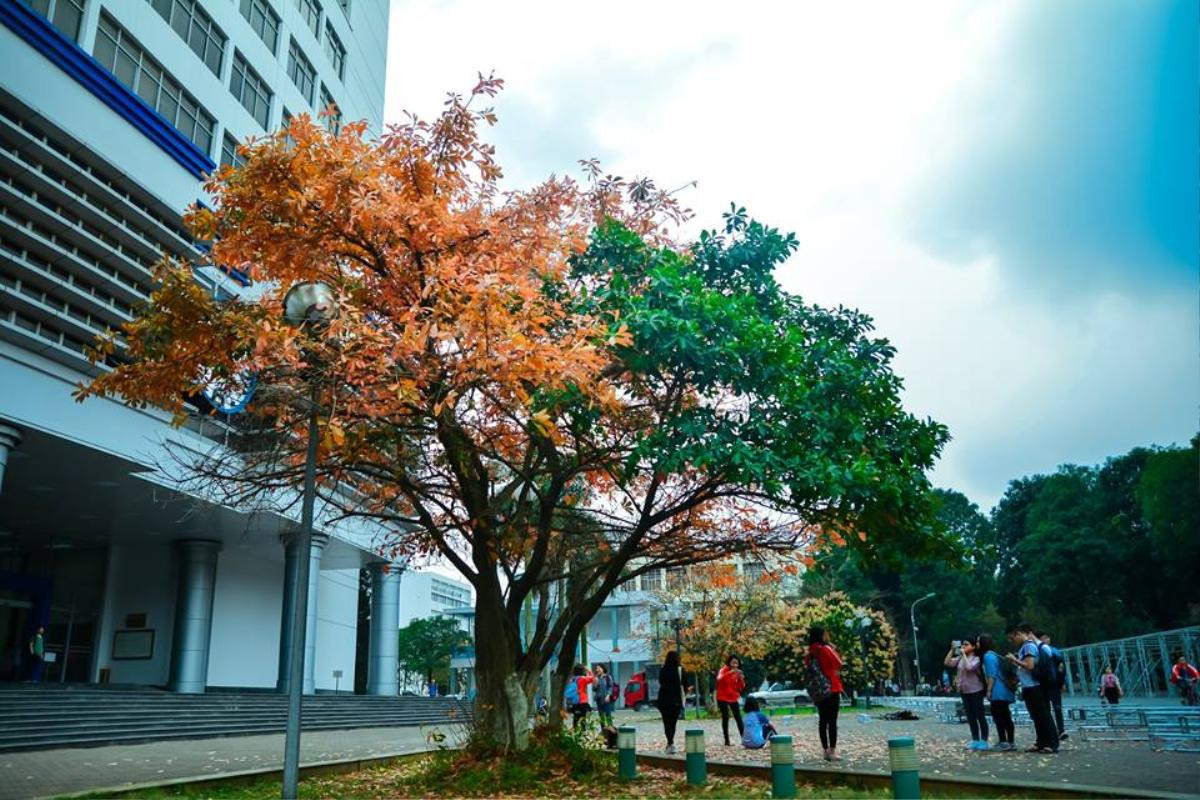 Nhân mùa phong lá đỏ, đi tìm những ngôi trường có mùa lá đổi màu đẹp nhất Việt Nam, lên hình xinh như ở trời Tây Ảnh 13