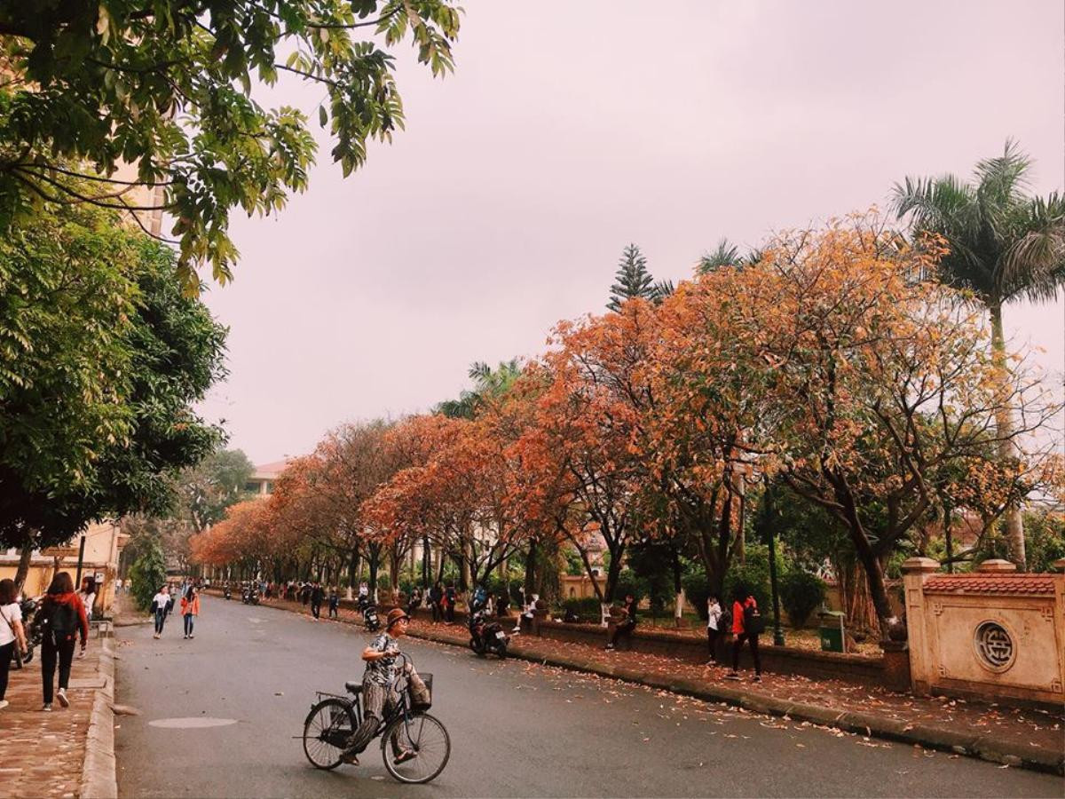 Nhân mùa phong lá đỏ, đi tìm những ngôi trường có mùa lá đổi màu đẹp nhất Việt Nam, lên hình xinh như ở trời Tây Ảnh 15