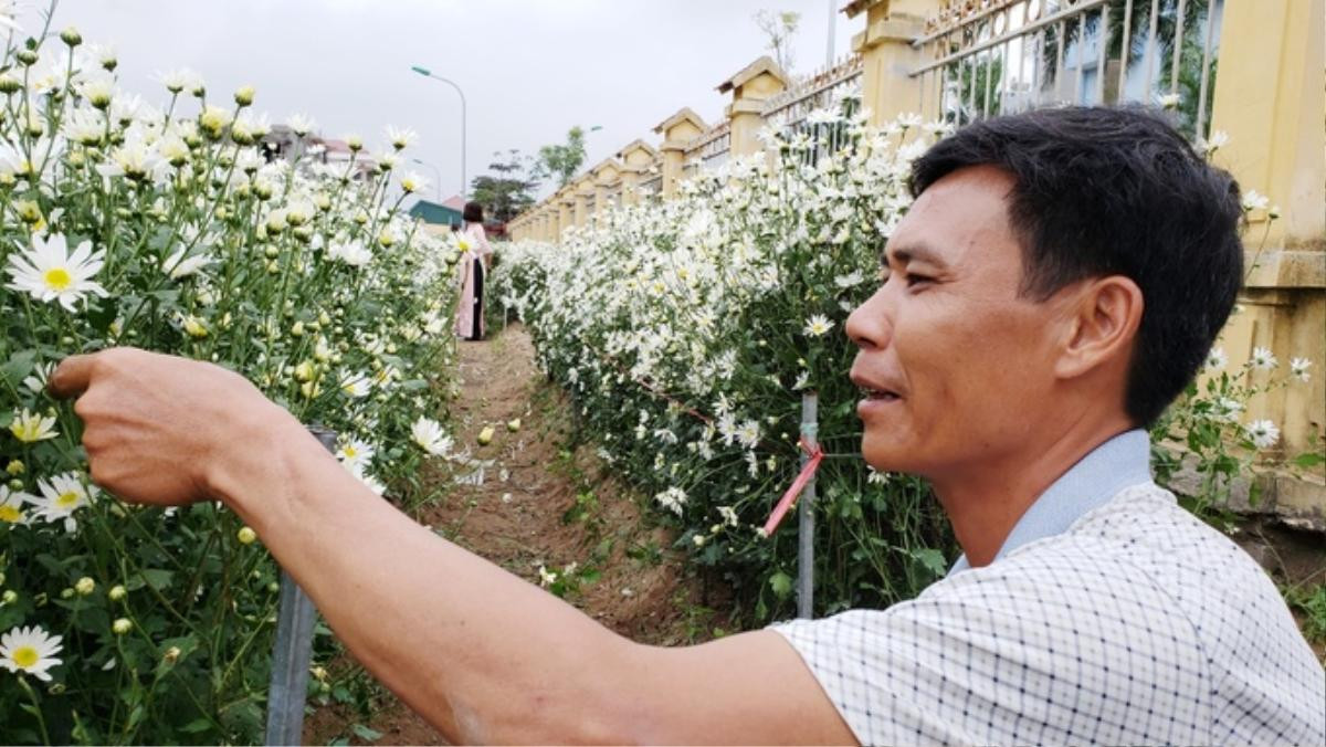 Hộ dân ở Hải Dương kiếm tiền triệu mỗi ngày nhờ vườn cúc hoạ mi Ảnh 4