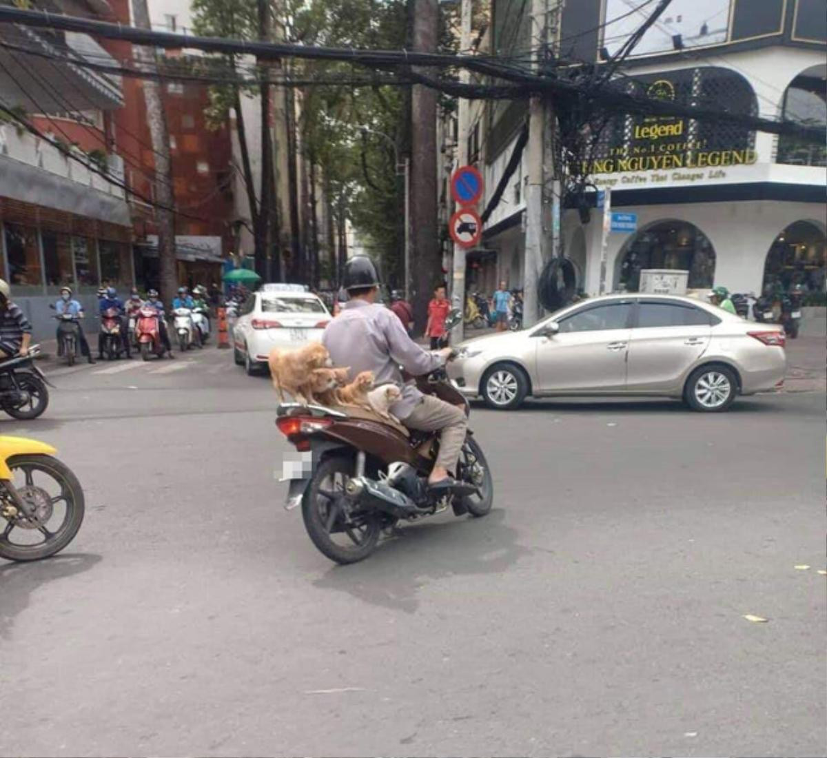 Bức ảnh đàn chó đu bám trên yên xe cùng chủ qua mọi nẻo đường gây sốt mạng xã hội Ảnh 2