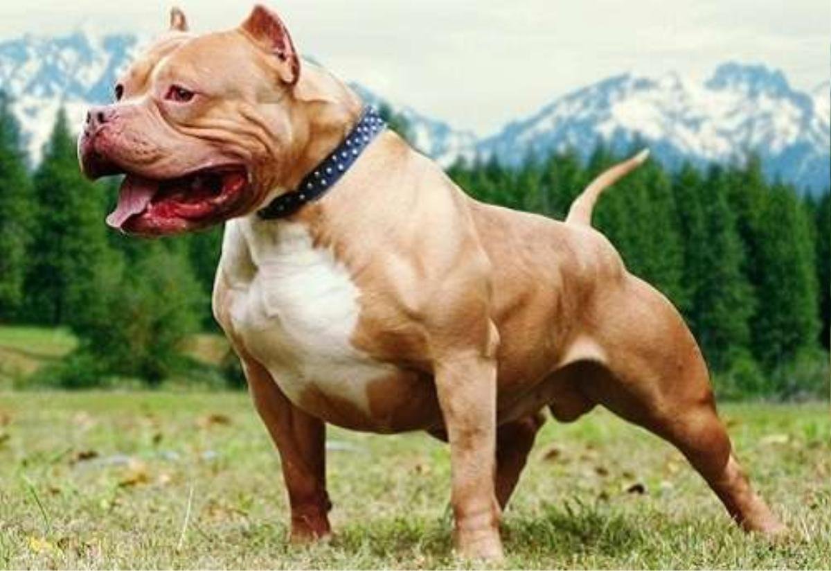 Đi tập thể dục quanh hồ, người đàn ông ở Hà Nội bị chó Pitbull 30kg lao ra tấn công kéo lê xuống mép nước chấn thương nặng Ảnh 2