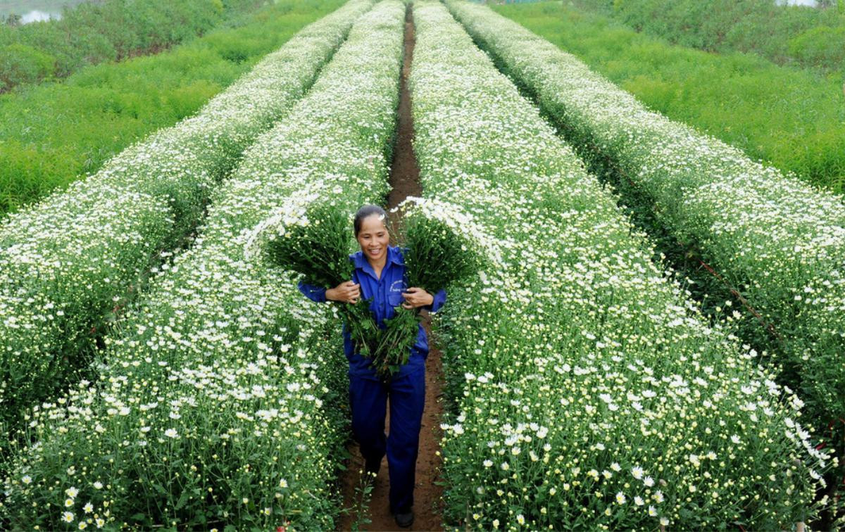 Phút chùng lòng cuối năm, rưng rưng nhớ những mùa hoa Hà Nội Ảnh 17