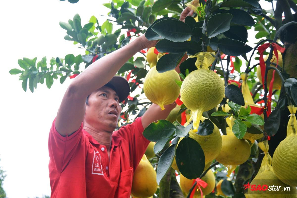 Nhà giàu Sài Gòn săn bưởi vàng giá khủng: 70 triệu/cây, gần 1 triệu đồng/quả Ảnh 11