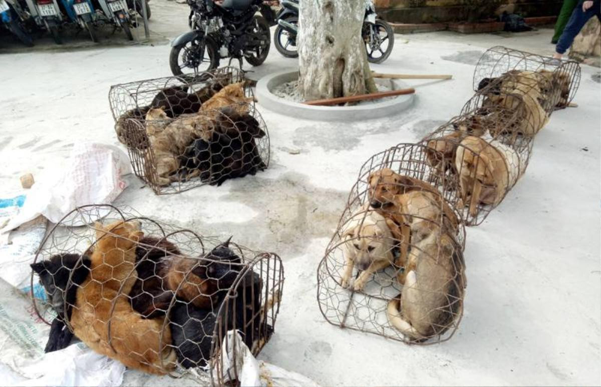 'Cẩu tặc' dùng ô tô đi trộm chó, ném bom xăng khi bị truy đuổi Ảnh 2