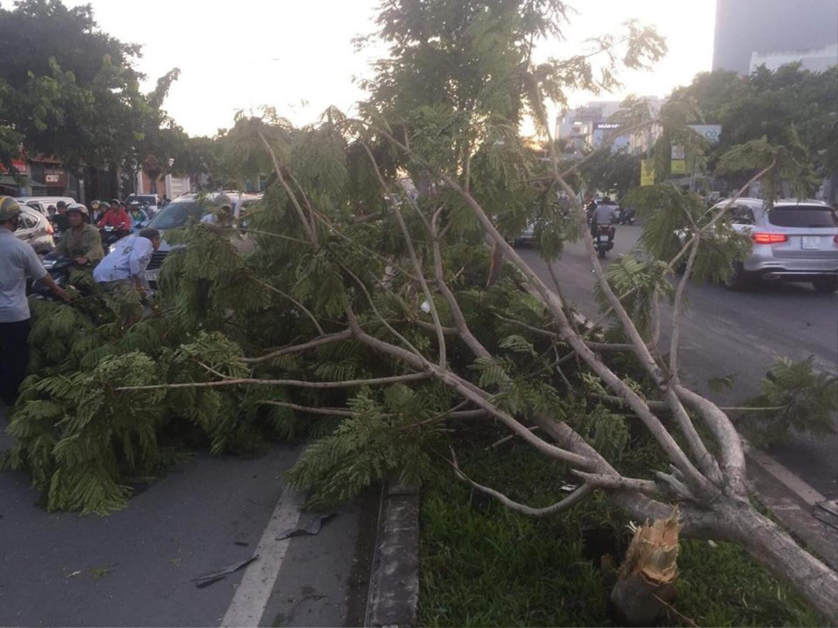 Xe sang BMW bất ngờ mất lái tông liên hoàn khiến nhiều ô tô hư hỏng, 2 cây xanh gãy ngang Ảnh 2