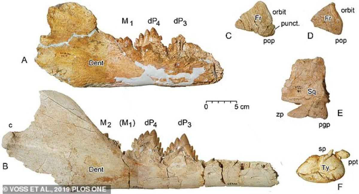 Xương Dorudon atrox