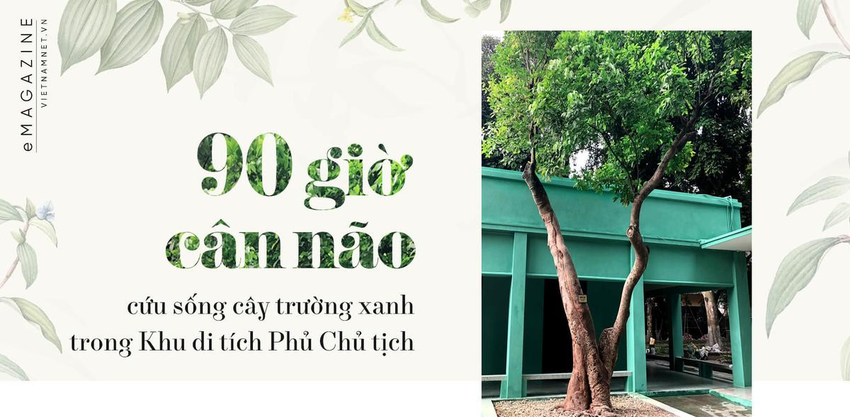 90 giờ cân não cứu sống cây trường xanh trong Khu di tích Phủ Chủ tịch Ảnh 1