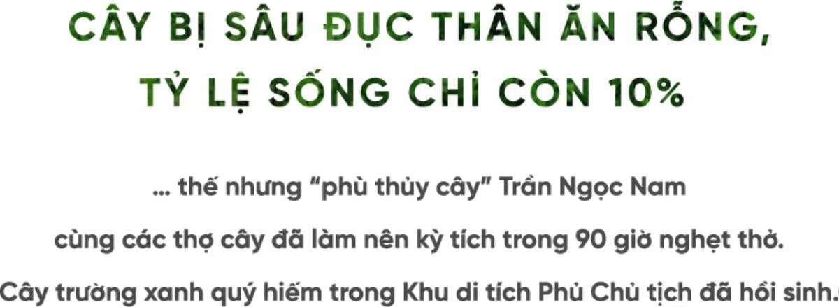 90 giờ cân não cứu sống cây trường xanh trong Khu di tích Phủ Chủ tịch Ảnh 2