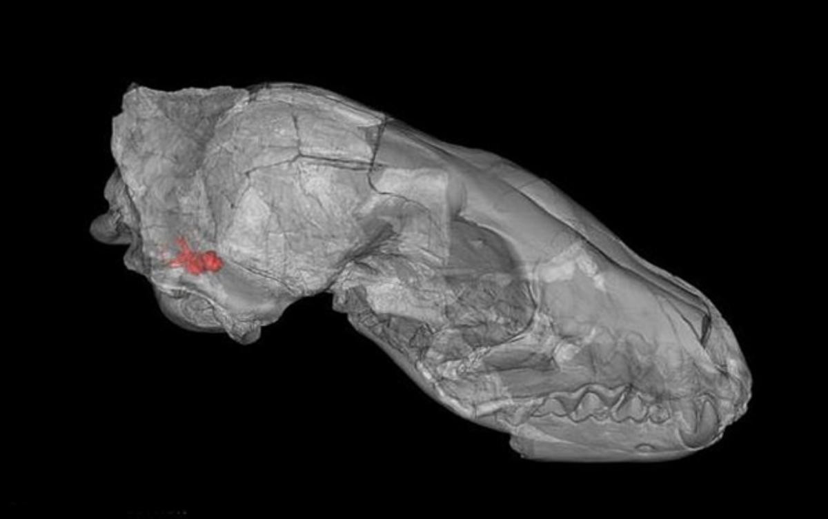 Hộp sọ của một loài động vật săn mồi giống chó tiền sử