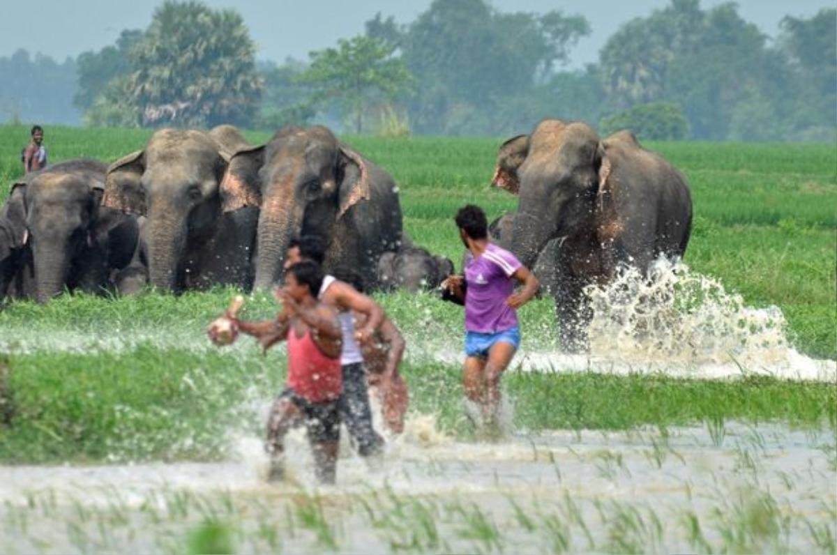 Đau lòng cảnh voi mẹ và voi con chạy thoát thân trước những quả cầu lửa của dân làng Ảnh 5