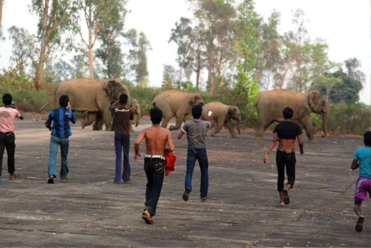 Đau lòng cảnh voi mẹ và voi con chạy thoát thân trước những quả cầu lửa của dân làng Ảnh 4