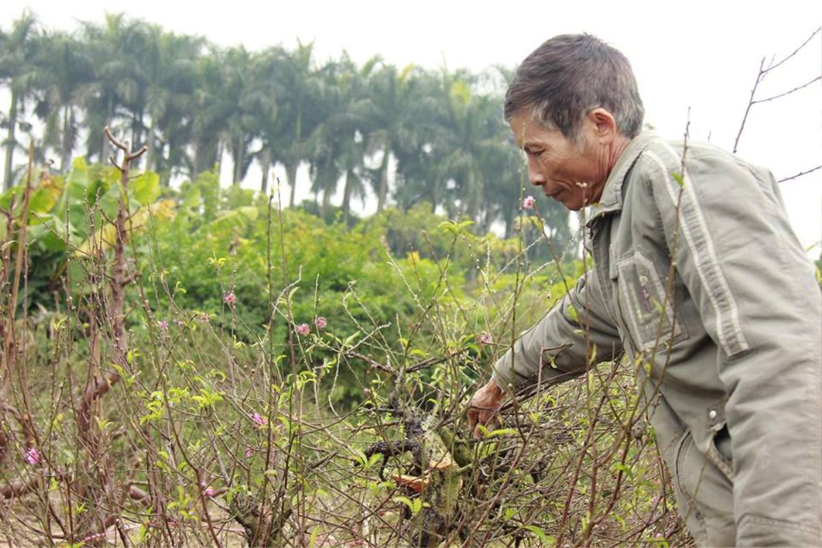 11 gia đình uất nghẹn vì bị chặt phá hàng trăm gốc đào bán Tết trong khi mải xem đội tuyển Việt Nam đá bóng Ảnh 1